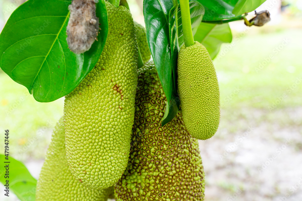 Jackfruit or Pohon Nangka is the name of a kind of tree, as well as fruit.
Jackfruit trees belong to the Moraceae tribe, the scientific name is Artocarpus heterophyllus. selective focus. defocus Jackfruit or Pohon Nangka is the name of a kind of tree, as well as fruit.
Jackfruit trees belong to the Moraceae tribe, the scientific name is Artocarpus heterophyllus. selective focus. defocus