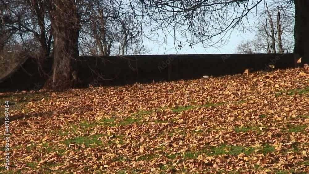 Autumn Leaves being blown around by a cold autumn wind at the village green in a little village in the UK called Scruton Autumn Leaves being blown around by a cold autumn wind at the village green in a little village in the UK called Scruton