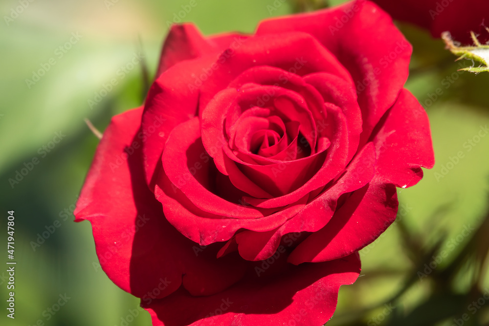 Beautiful red garden rose flower on a green blurred background Beautiful red garden rose flower on a green blurred background