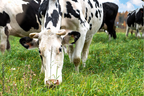 Close-up of a white with black spots cow grazing in a meadow along with a farm herd. Livestock, farm dairy and meat cloven-hoofed animals. Selective focus.