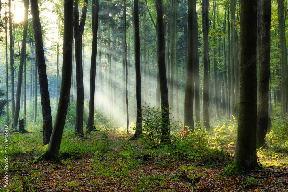 Fototapeta premium Beautiful sunny morning in the green forest