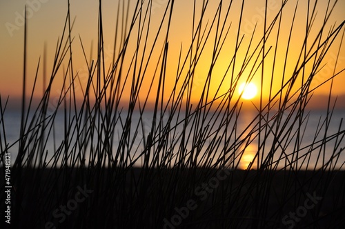 sunset in the grass