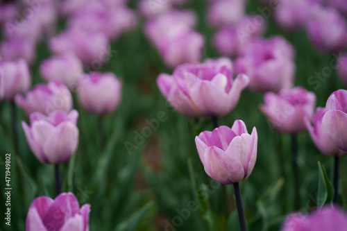 selective focus of colorful purple tulips against blue sky and clouds