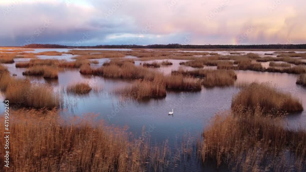 Swan of lake Kanieris with small reeds clumps in water and small rainbow in right side, straight areal shot, outumn, Latvia. Swan of lake Kanieris with small reeds clumps in water and small rainbow in right side, straight areal shot, outumn, Latvia.