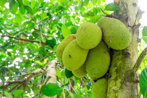 Jackfruit or Pohon Nangka is the name of a kind of tree, as well as fruit.

Jackfruit trees belong to the Moraceae tribe, the scientific name is Artocarpus heterophyllus. selective focus. defocus