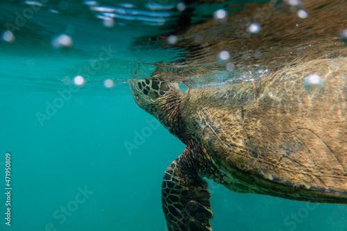 Green Sea Turtle Kauai Hawaii in Summer photo