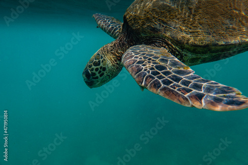 Green Sea Turtle Kauai Hawaii in Summer