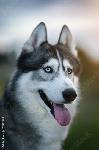 Siberian Husky