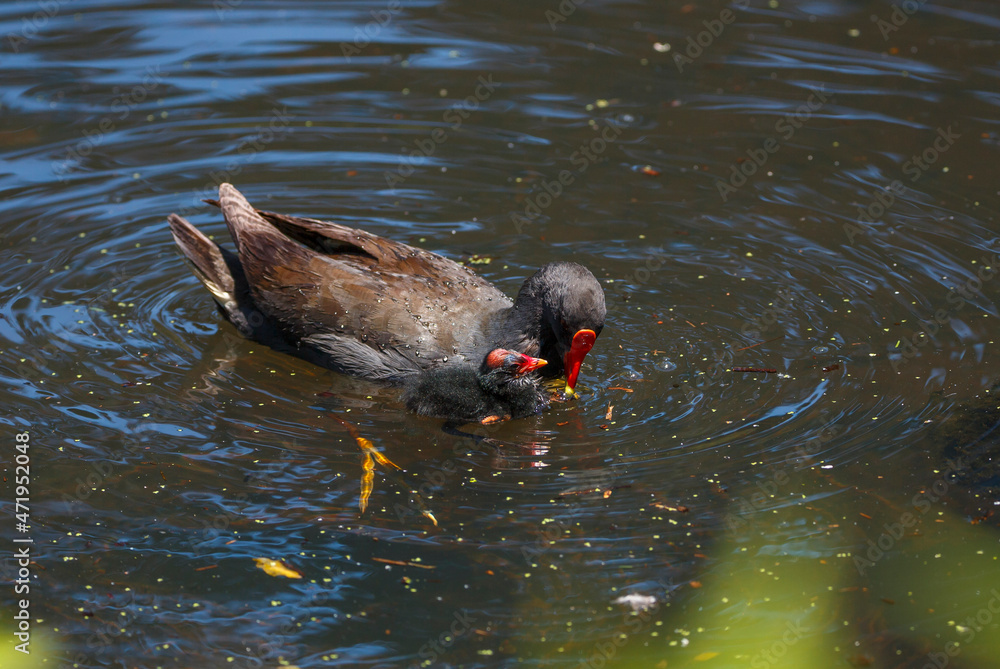 Australian common gallinule bird feeding its babies in a lake in spring in Adelaide, South Australia 