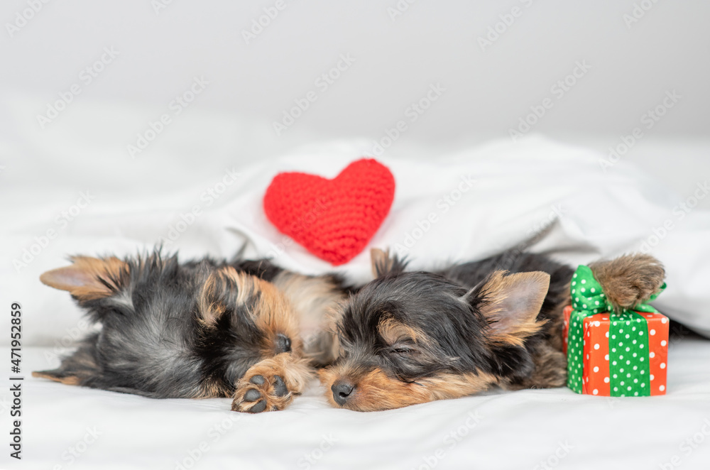 Yorkshire terrier puppies sleep with red heart and gift box together under a white blanket on a bed at home Yorkshire terrier puppies sleep with red heart and gift box together under a white blanket on a bed at home