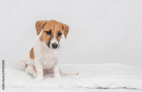 Cute jack russell terrier puppy sits on a bed at home and looks at camera. Empty space for text