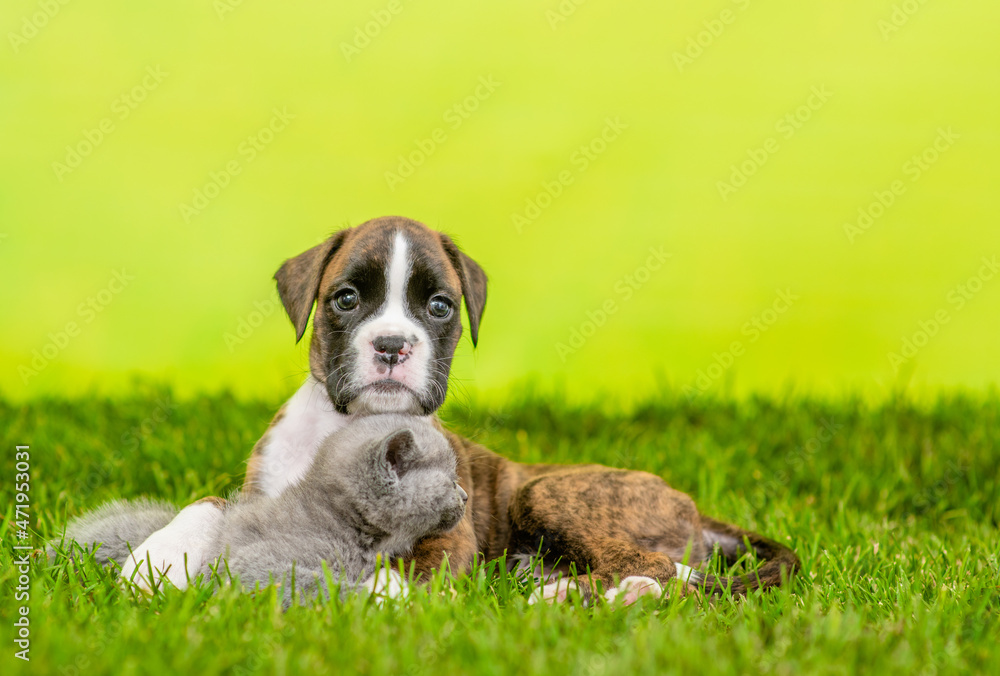 Friendly German boxer puppy hugs tiny kitten on green summer grass. Empty space for text Friendly German boxer puppy hugs tiny kitten on green summer grass. Empty space for text
