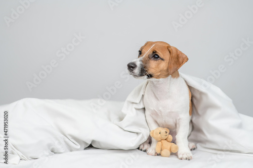 jack russell terrier puppy sits with toy bear under white warm blanket on a bed at home and looks away. Empty space for text
