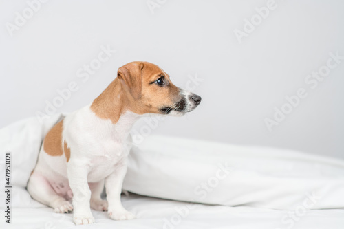 jack russell terrier puppy sits under white warm blanket on a bed at home and looks away on empty space
