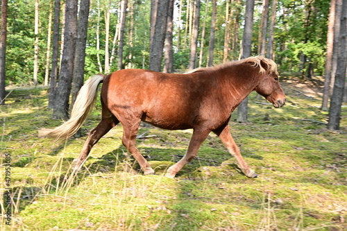 Braunes Pferd läuft durch den Wald mit Moos © GrebnerFotografie