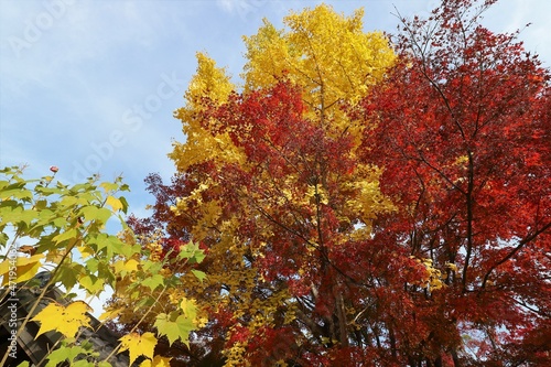 Wallpaper Mural 京都　真如堂の紅葉 Torontodigital.ca