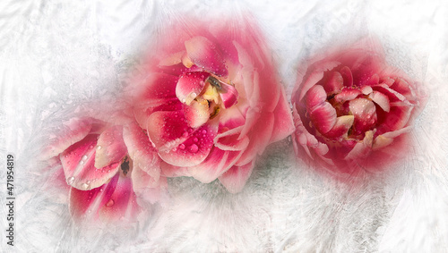 View of beautiful fluffy white pink tulip flowers bouquet through frozen window glass. Spring flowers - symbol of spring and love in hoarfrost frame. Romantic Valentine concept, artistic image #471954819