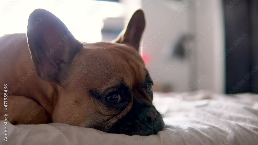 Portrait shot of tired French Bulldog sleeping on bed at home during sunlight - Prick up ears Portrait shot of tired French Bulldog sleeping on bed at home during sunlight - Prick up ears