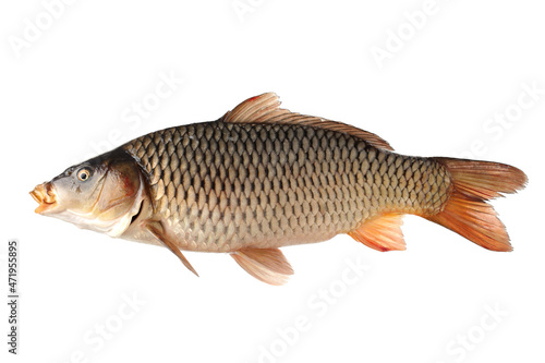 fresh carp fish on white background