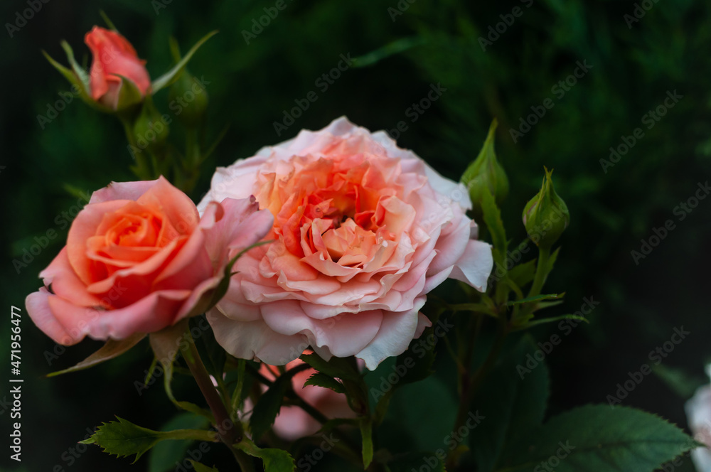 Pink roses in garden among green leaves in summer. Rosebud on stick. Blossoming pink roses in nature in summer time. The art of garden.