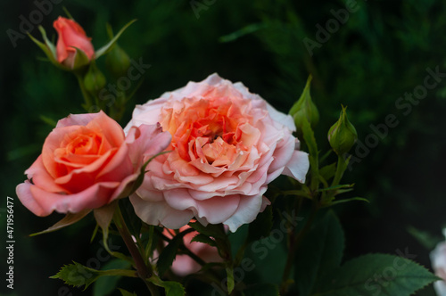 Pink roses in garden among green leaves in summer. Rosebud on stick. Blossoming pink roses in nature in summer time. The art of garden.