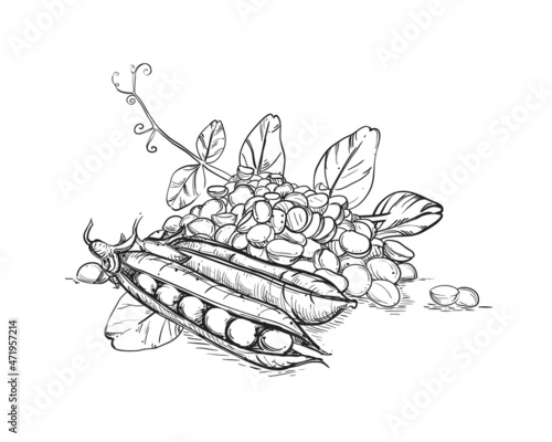 Hand drawn sketch black and white of green pea, pod, leaf. Vector illustration. Elements in graphic style label, card, sticker, menu, package. Engraved style illustration.