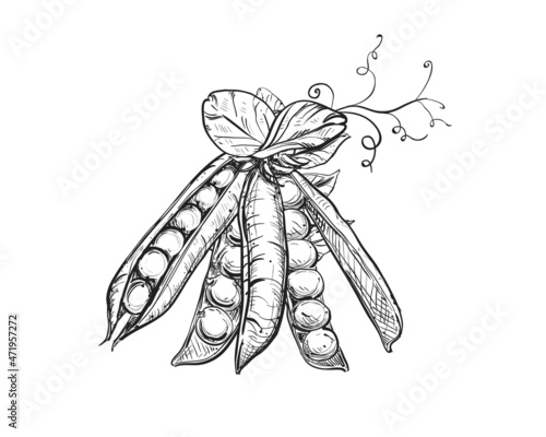 Hand drawn sketch black and white of green pea, pod, leaf. Vector illustration. Elements in graphic style label, card, sticker, menu, package. Engraved style illustration.