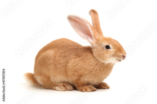 rabbit isolated on white