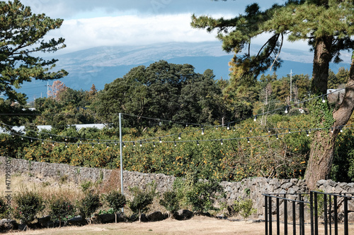 olive tree plantation in region