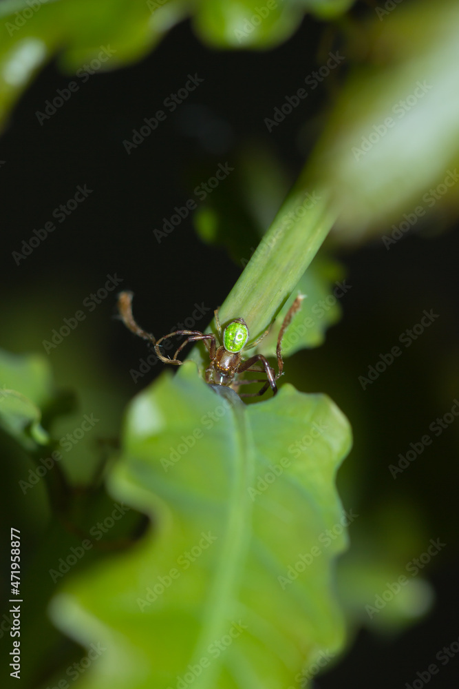 Ebrechtella tricuspidata, of the family Thomisidae, on the common oak (lat. Quercus robur), of the family Fagaceae.