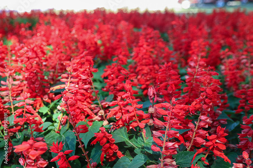 natural background red flowers, spring theme