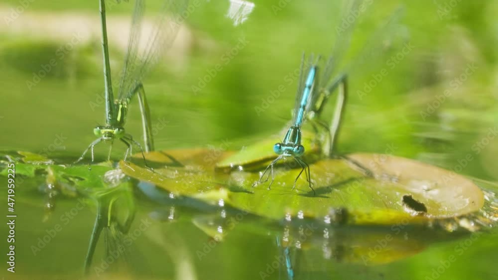 Two green and blue dragonflyies flying insects perched on a water lily Two green and blue dragonflyies flying insects perched on a water lily