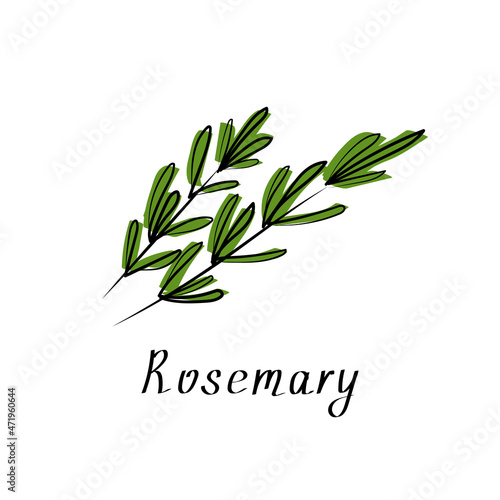 Rosemary sprigs. Aroma herbal icon. Vector illustration