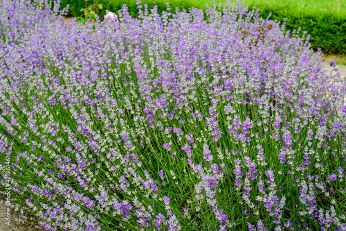 Many small blue lavender flowers in a garden in a sunny summer day photographed with selective focus  beautiful outdoor floral background.