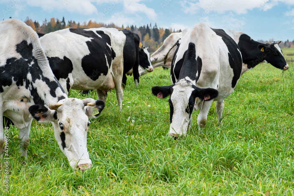 Close-up of farm black and white cows graze in meadow with green grass. Agriculture, farming, animal husbandry concept. Selective focus.