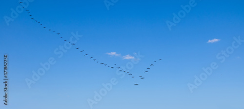 Migratory birds flying in wedge in autumn sky