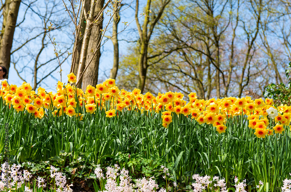 Beautiful Dutch daffodils in the park in spring Beautiful Dutch daffodils in the park in spring