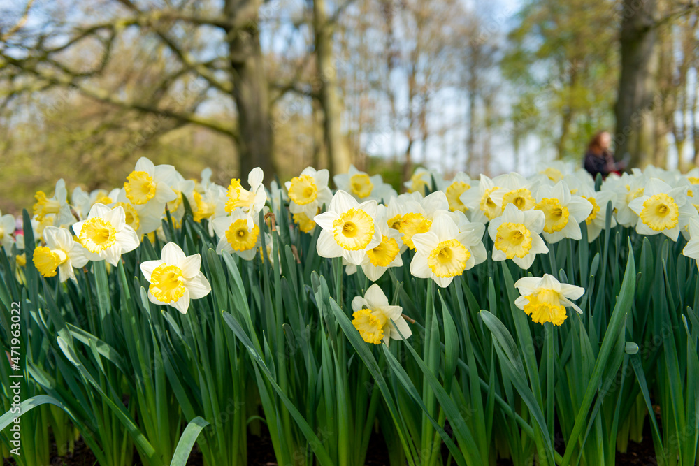 Beautiful Dutch daffodils in the park in spring Beautiful Dutch daffodils in the park in spring