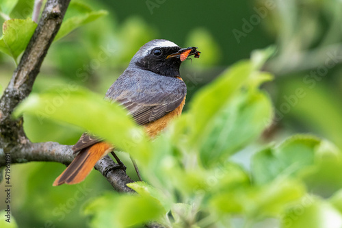 Gartenrotschwanz (Phoenicurus phoenicurus) Männchen