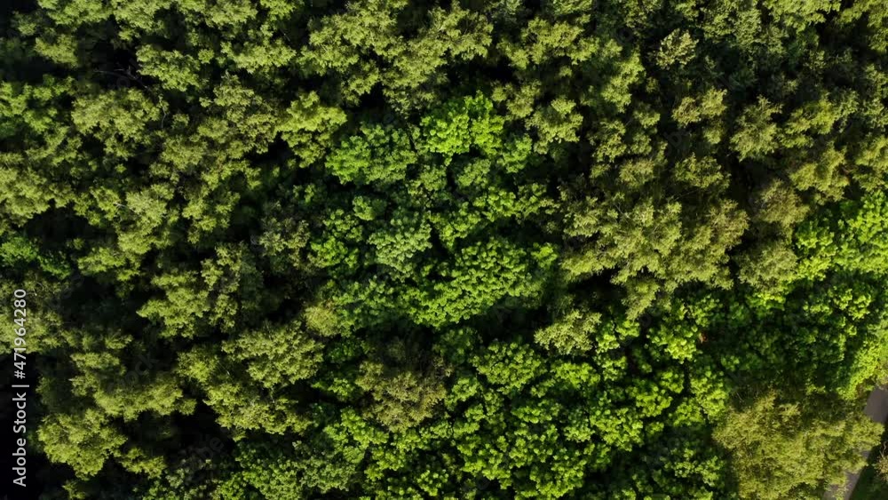 Aerial. Dense forest. Top view over green trees Aerial. Dense forest. Top view over green trees