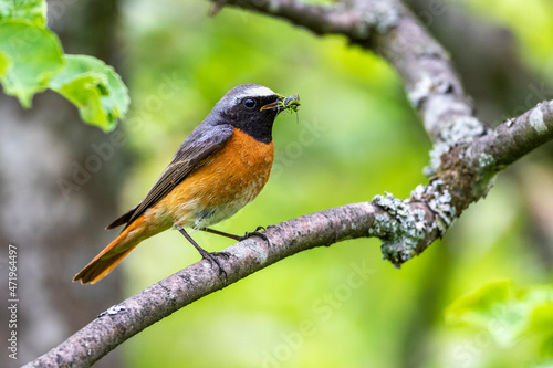 Gartenrotschwanz (Phoenicurus phoenicurus) Männchen