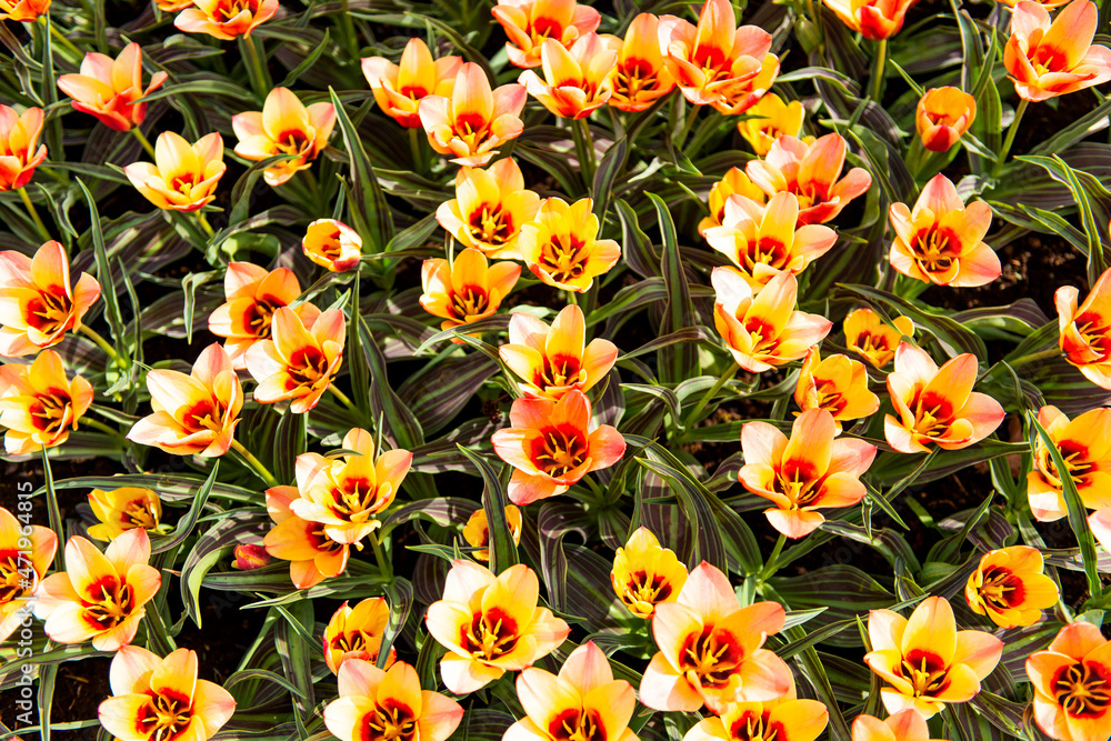 Beautiful Dutch tulips in the park in spring