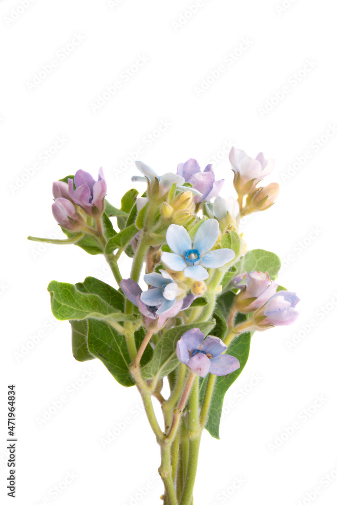 Oxypetalum coeruleum isolated Oxypetalum coeruleum isolated