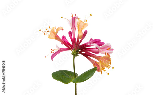 honeysuckle flowers isolated photo