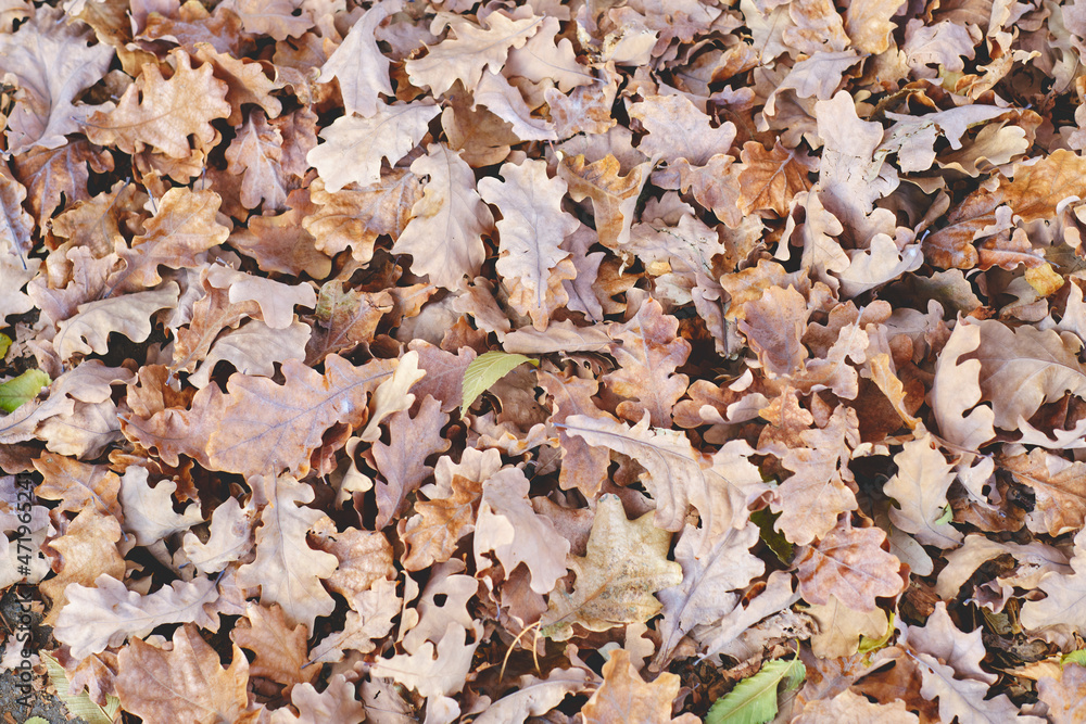 Fallen oak leaves with the onset of autumn. Fallen oak leaves with the onset of autumn.