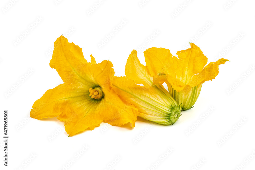 fresh and healthy zucchini flower on white background fresh and healthy zucchini flower on white background
