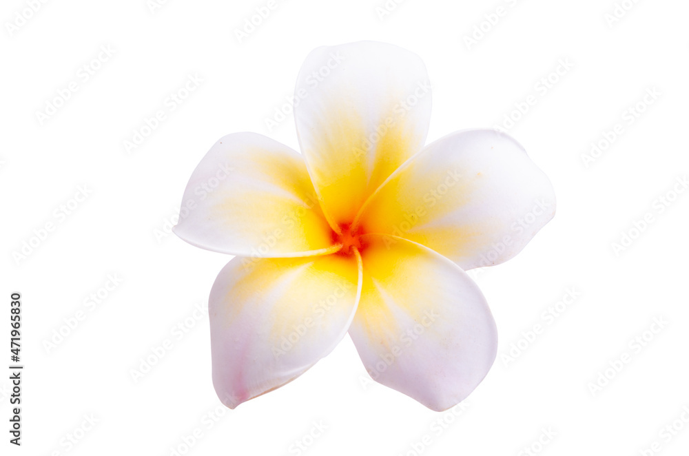 Fototapeta premium plumeria flower isolated