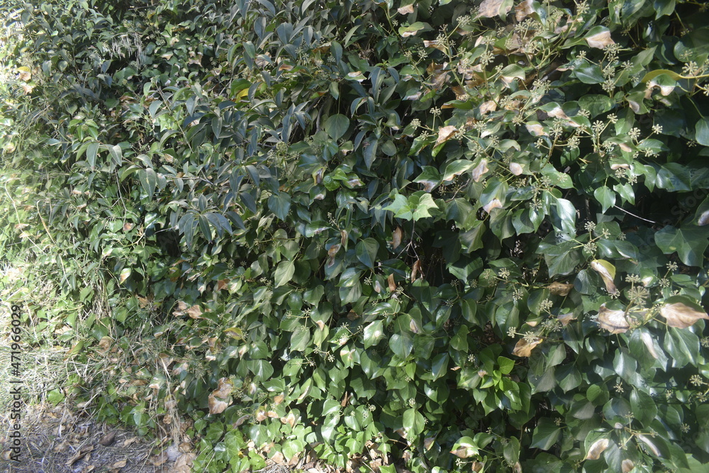 ivy on a wall