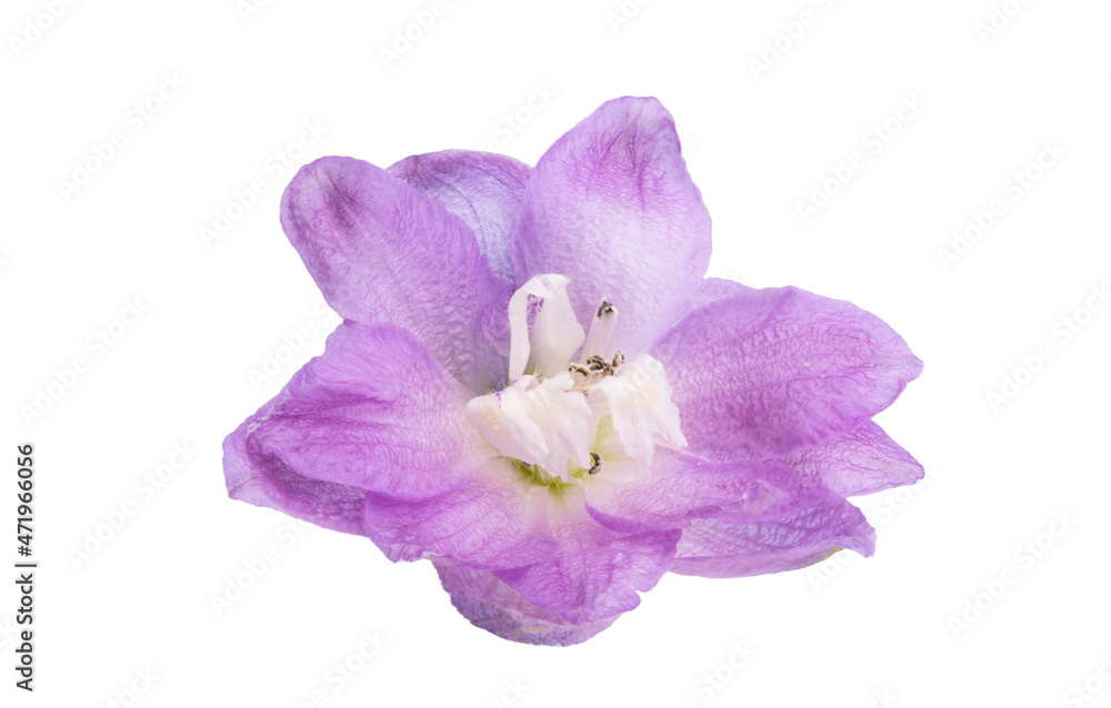 Naklejka premium delphinium flower isolated