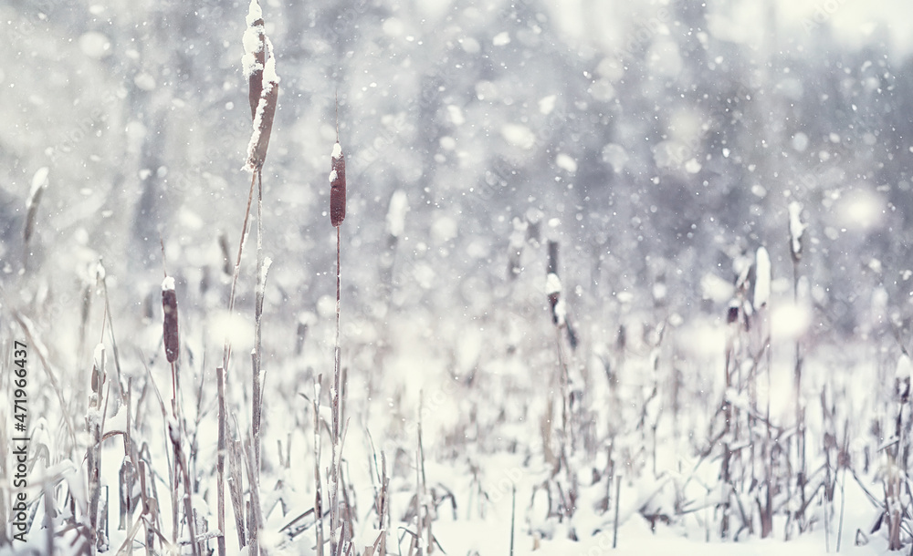 Fototapeta premium Winter forest landscape. Tall trees under snow cover. January frosty day in the park.